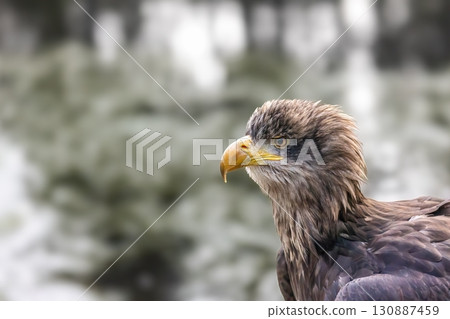 Side view portrait of osprey in wildlife. Side view portrait of osprey in wildlife. 130887459
