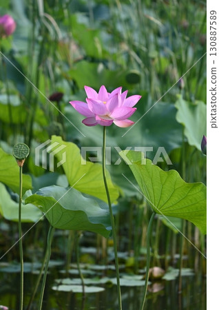 Lotus flower Lotus flower 130887589