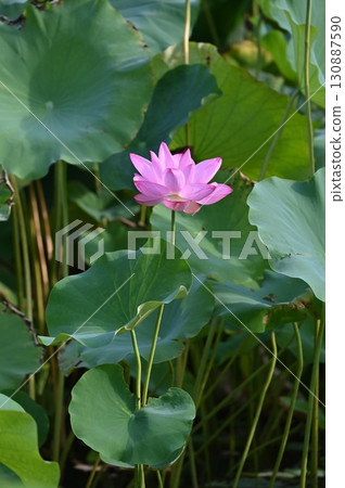 lotus flower peeking out from between the leaves lotus flower peeking out from between the leaves 130887590
