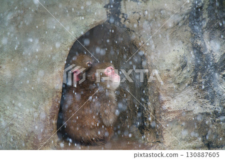 Adorable Japanese macaques huddle together to keep warm in the falling snow 130887605