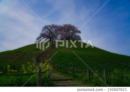 The magnificent scenery of Sakitama Kofun Park, with rape blossoms and cherry blossoms under a blue sky 130887621