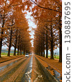 Shiga's Metasequoia Namiki 130887695