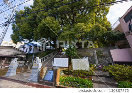 Nagasaki Atomic Bomb Ruins, Sanno Shrine, Atomic Bombed Camphor Tree Nagasaki Atomic Bomb Ruins, Sanno Shrine, Atomic Bombed Camphor Tree 130887775