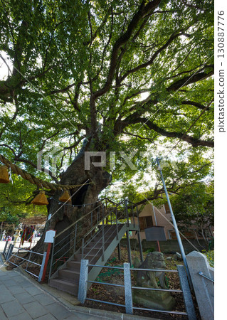 Nagasaki Atomic Bomb Ruins, Sanno Shrine, Atomic Bombed Camphor Tree 130887776