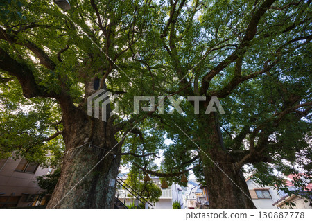 Nagasaki Atomic Bomb Ruins, Sanno Shrine, Atomic Bombed Camphor Tree 130887778