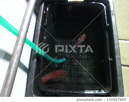 八月捕獲的新鮮魷魚 130887800