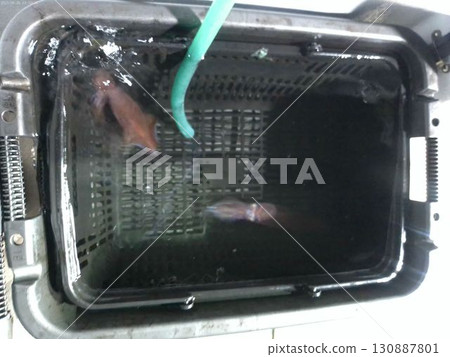 八月捕獲的新鮮魷魚 八月捕獲的新鮮魷魚 130887801