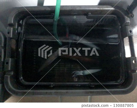 八月捕獲的新鮮魷魚 130887805