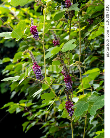 猩紅色的花朵 猩紅色的花朵 130887830