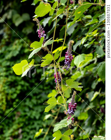 猩紅色的花朵 130887831