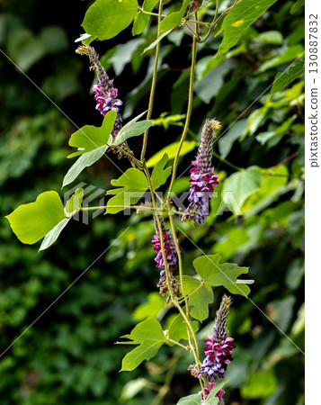 猩紅色的花朵 猩紅色的花朵 130887832