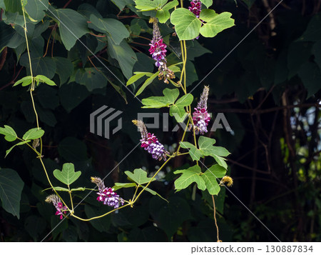 Scarlet flowers Scarlet flowers 130887834