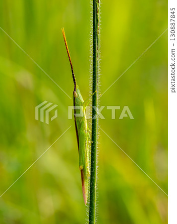 一隻長得像草的蚱蜢 一隻長得像草的蚱蜢 130887845