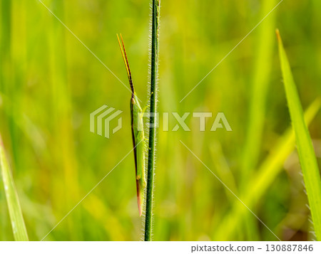 一隻長得像草的蚱蜢 一隻長得像草的蚱蜢 130887846