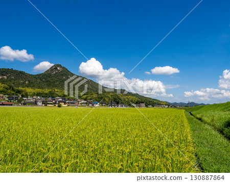 廣島縣吳市鄉原町城山腳下的田園風光，一隻豆娘在那裡飛舞。 130887864