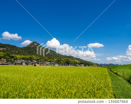 廣島縣吳市鄉原町城山腳下的田園風光，一隻豆娘在那裡飛舞。 130887868