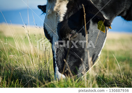 Close-up of a black and white cow grazing leisurely on a summer plateau Close-up of a black and white cow grazing leisurely on a summer plateau 130887936