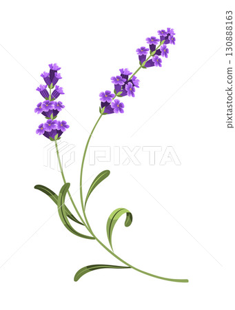 Lavender. Vector illustration of lavender, Provence flowers on a white background. Element from lavender flowers Lavender. Vector illustration of lavender, Provence flowers on a white background. Element from lavender flowers 130888163