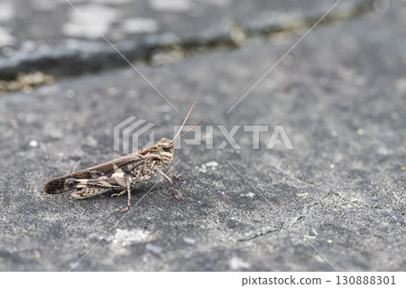Fake grasshopper (brown type) Fake grasshopper (brown type) 130888301
