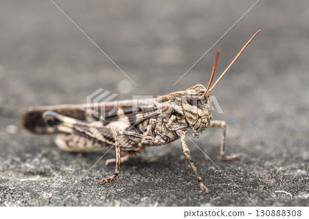 Fake grasshopper (brown type) Fake grasshopper (brown type) 130888308