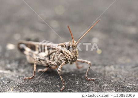 Fake grasshopper (brown type) Fake grasshopper (brown type) 130888309