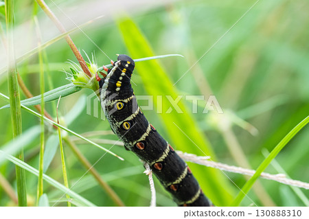 Caterpillars (grass fly larvae) eating grass leaves Caterpillars (grass fly larvae) eating grass leaves 130888310
