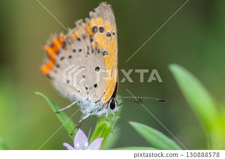 A red gossamer with tattered wings 130888578