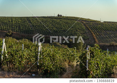 Vineyard on hillside at sunset 130888819