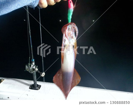 Squid caught during night fishing in August Squid caught during night fishing in August 130888850