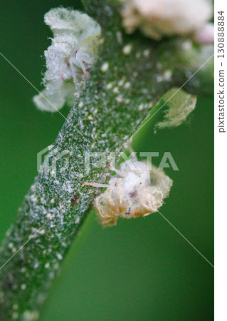 Hagoromo larva 130888884