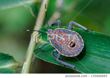 Spotted stink bug resting on a leaf 130888885