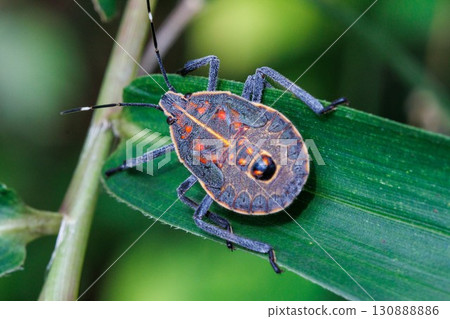 Spotted stink bug resting on a leaf 130888886