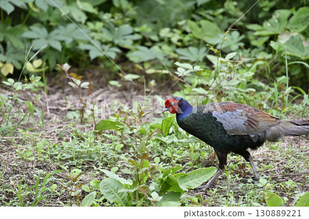 雉雞（雄性） 130889221