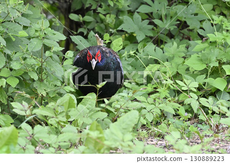 雉雞（雄性） 130889223