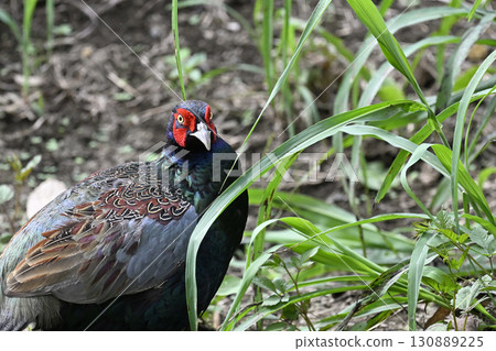 雉雞（雄性） 130889225