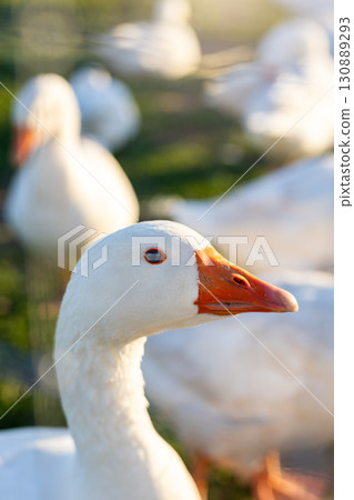 White domestic geese stand behind a wire fence on a sunlit farm. Birds with bright orange beaks and white feathers gather closely, highlighting rural poultry farming atmosphere White domestic geese stand behind a wire fence on a sunlit farm. Birds with bright orange beaks and white feathers gather closely, highlighting rural poultry farming atmosphere 130889293