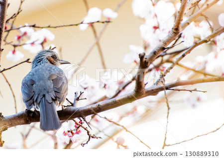 白梅和bul .. 130889310