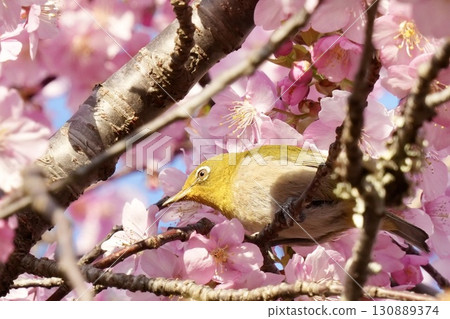 A cool white-eye that came to Kawazu cherry blossoms 130889374