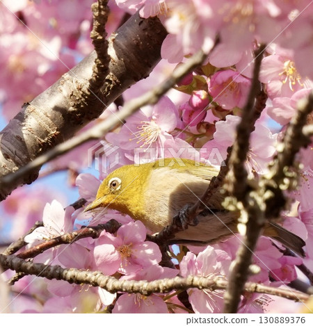 A cool white-eye that came to Kawazu cherry blossoms 130889376