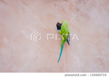 Vivid image of a parakeet Vivid image of a parakeet 130889719