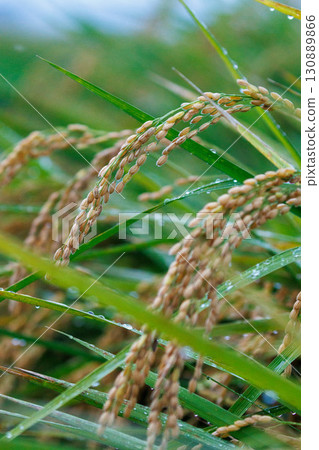 Ripe rice ears wet with rain 130889866