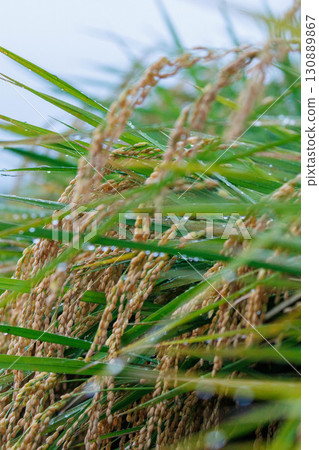 成熟的稻穗被雨水打濕 成熟的稻穗被雨水打濕 130889867