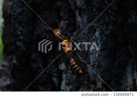 Sap-sucking hornets exchanging information 130889871