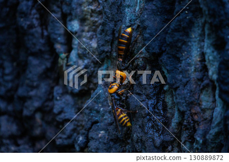 Sap-sucking hornets exchanging information 130889872