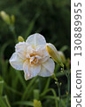Beautiful cream (beige) daylily in the garden against the background of green leaves. Garden plants, the beauty of nature. Selective focus, close-up. 130889955
