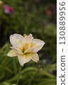 Beautiful cream (beige) daylily in the garden against the background of green leaves. There is a small spider sitting in the center of the flower. Garden plants. Selective focus, close-up. 130889956