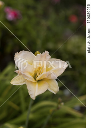 Beautiful cream (beige) daylily in the garden against the background of green leaves. There is a small spider sitting in the center of the flower. Garden plants. Selective focus, close-up. Beautiful cream (beige) daylily in the garden against the background of green leaves. There is a small spider sitting in the center of the flower. Garden plants. Selective focus, close-up. 130889956