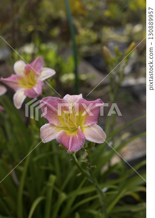 Beautiful pink daylily with water drops after rain in the garden against green leaves. Garden plants, beauty of nature. Selective focus, close-up. 130889957