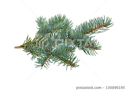 Christmas Fir branch. christmas tree. 130890195