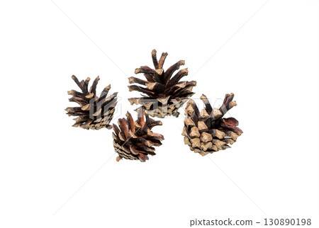 pine cone christmas isolated pine cone christmas isolated 130890198